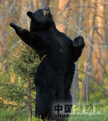 團(tuán)隊(duì)管理之黑熊和棕熊  